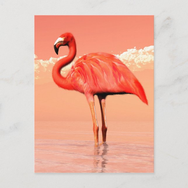 Carte Postale flamant rose (Devant)