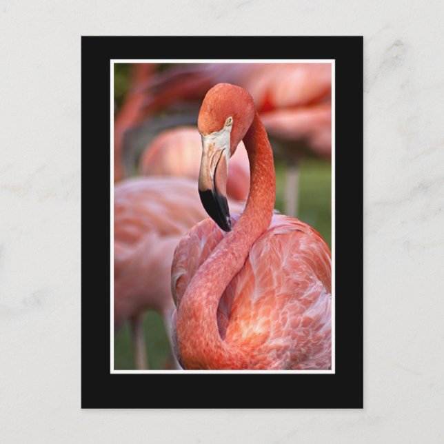 Carte postale Flamant rose (Devant)