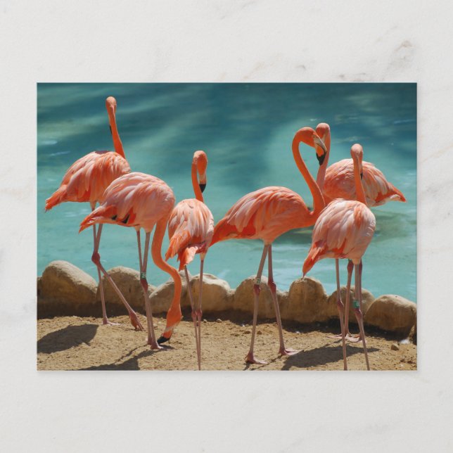 Carte postale Flamant rose (Devant)