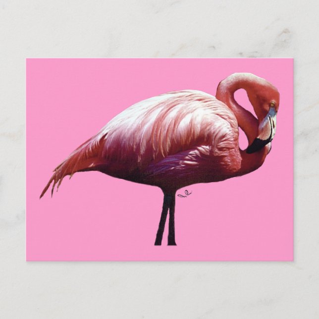 Carte postale Flamant rose (Devant)