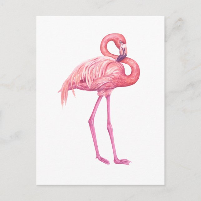 CARTE POSTALE FLAMANT ROSE 2 (Devant)