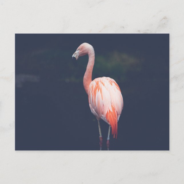 Carte Postale Flamant rose À Dusk (Devant)
