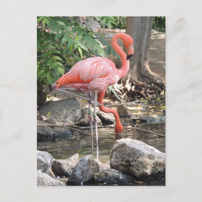 Carte Postale Flamant rose américain (Devant)