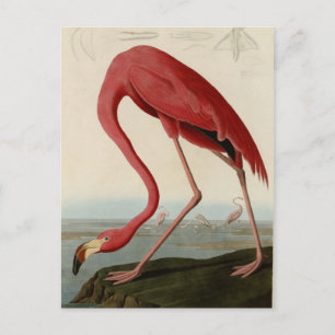 Carte Postale Flamant rose américain