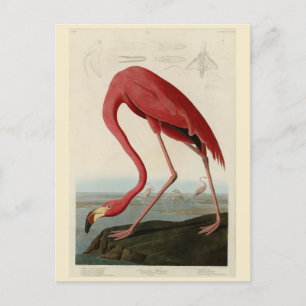 Carte Postale Flamant rose américain d'Audubon's Birds of Americ