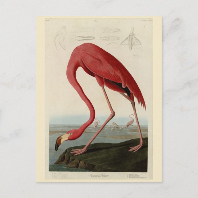 Carte Postale Flamant rose américain d'Audubon's Birds of Americ (Devant)