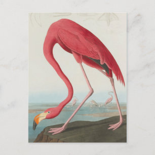 Carte Postale Flamant rose américain... J.J. Audubon