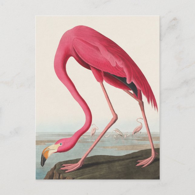 Carte Postale Flamant rose américain John Audubon (Devant)