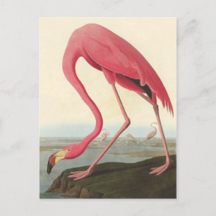 Carte Postale Flamant rose américain   John James Audubon