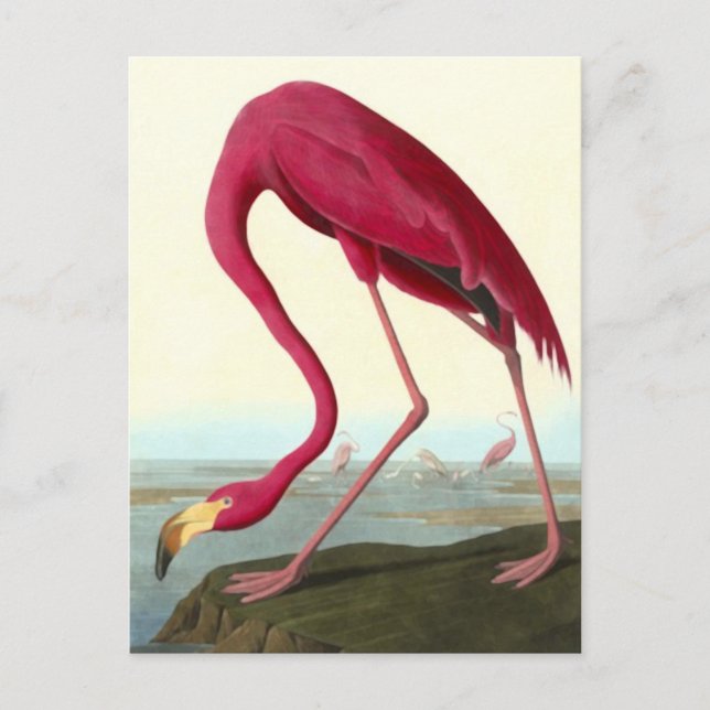 Carte Postale Flamant rose américain, John James Audubon Fine (Devant)