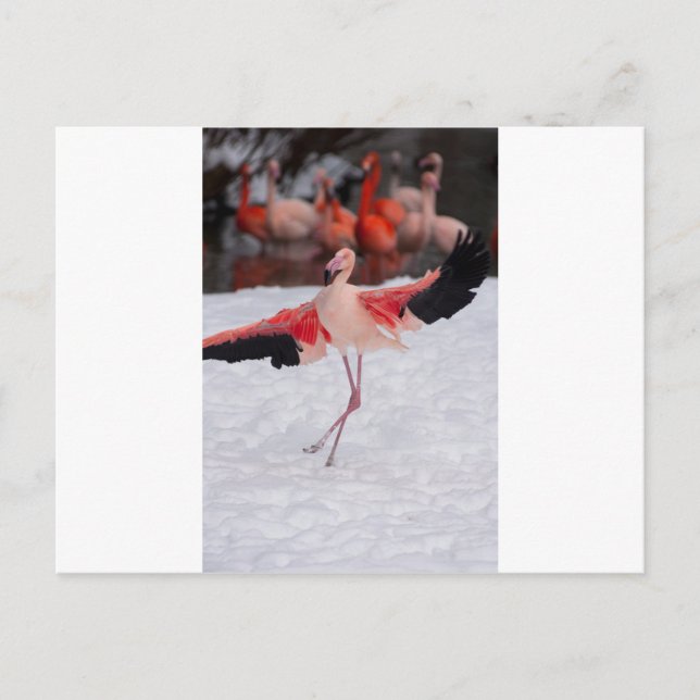 Carte Postale Flamant rose amusant dansant le flamenco (Devant)
