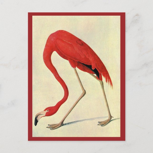 Carte postale Flamant rose Audubon (Devant)