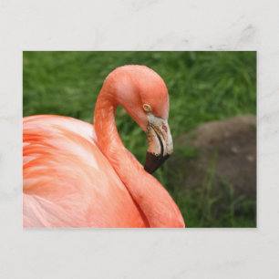 Carte postale Flamant rose brillante