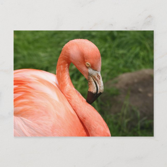 Carte postale Flamant rose brillante (Devant)