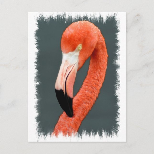 Carte postale Flamant rose brillante (Devant)