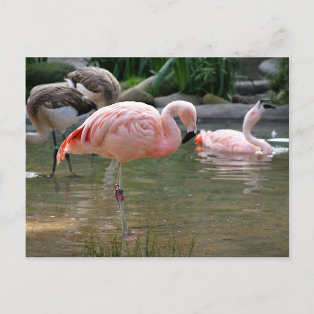 Carte Postale Flamant rose chilien (Devant)