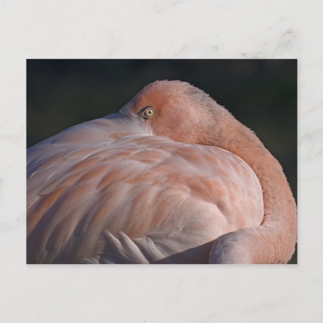 Carte postale Flamant rose couchage (Devant)