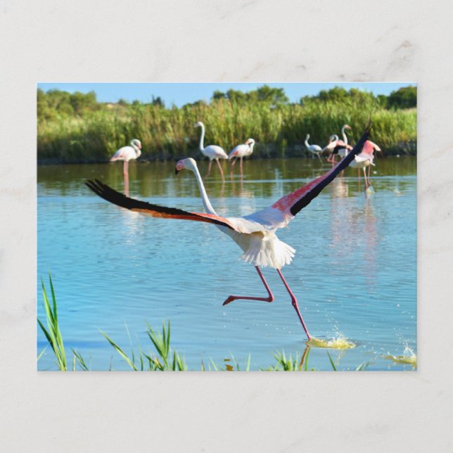 Carte Postale Flamant rose courant sur l'eau en Camargue (Devant)