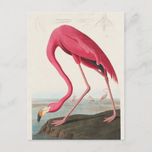 Carte Postale Flamant rose de Birds of America (1827) 