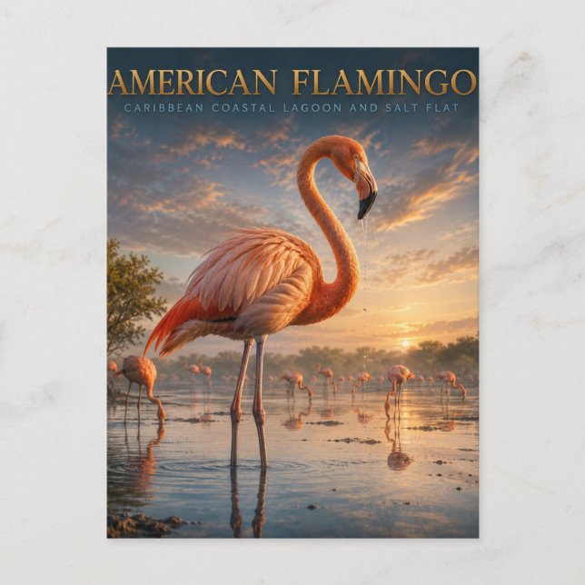 Carte Postale Flamant rose de la lagune côtière ANIMAUX (Devant)