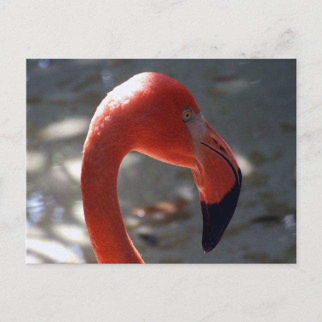 Carte Postale Flamant rose des Caraïbes (Devant)