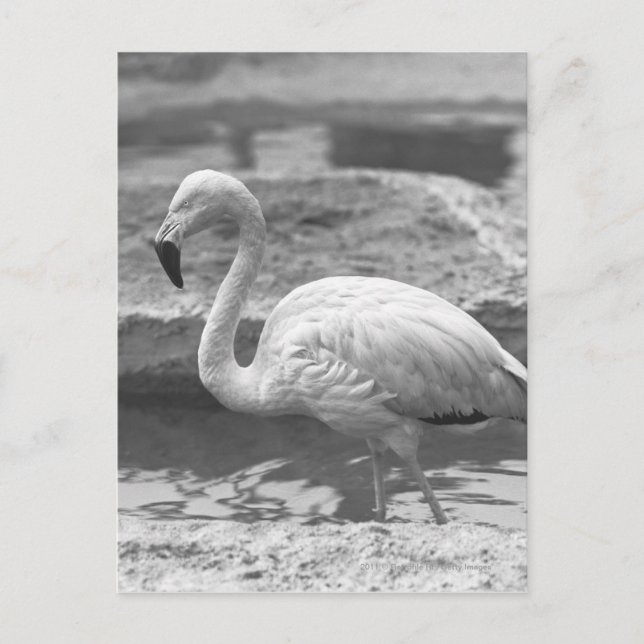 Carte Postale Flamant rose en eau B&W (Devant)