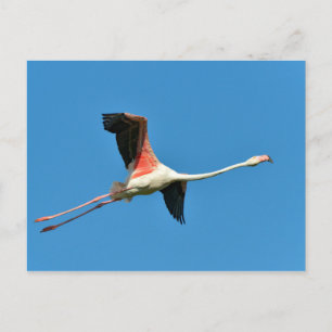 Carte Postale Flamant rose en vol