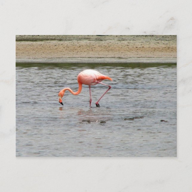 Carte Postale Flamant rose, Isla Seymour, Galapagos (Devant)