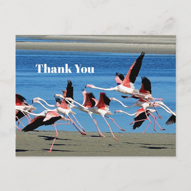 Carte Postale Flamant rose Pink Flight Merci photo (Devant)