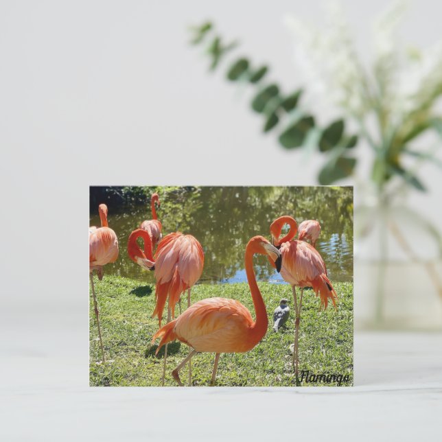 Carte Postale Flamant rose rose (Debout devant)