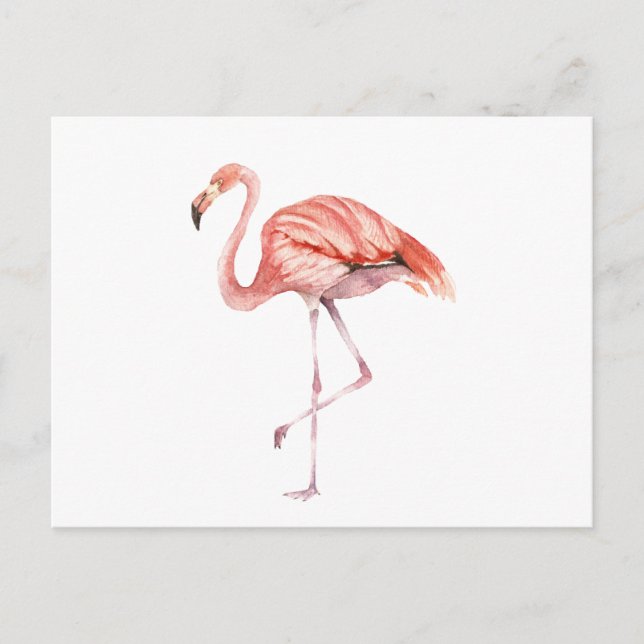 Carte Postale Flamant rose rose (Devant)