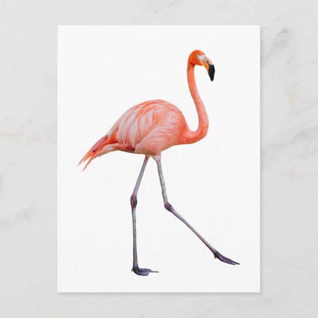 Carte Postale Flamant rose rose (Devant)