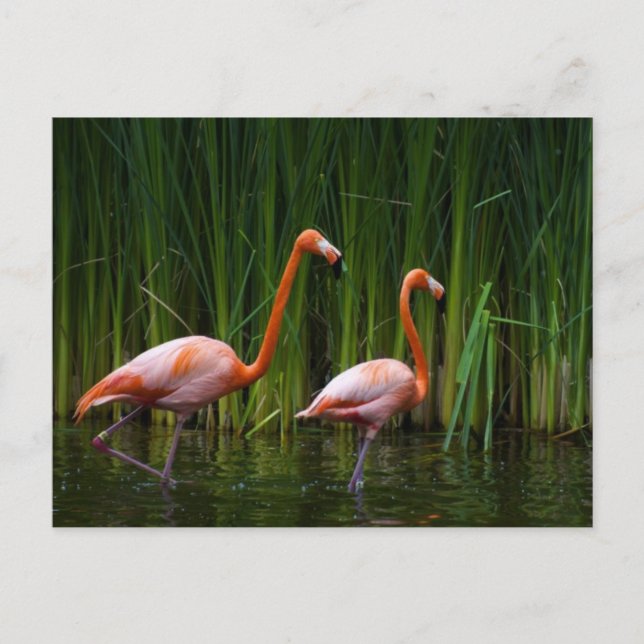 CARTE POSTALE FLAMANT ROSE ROSE (Devant)