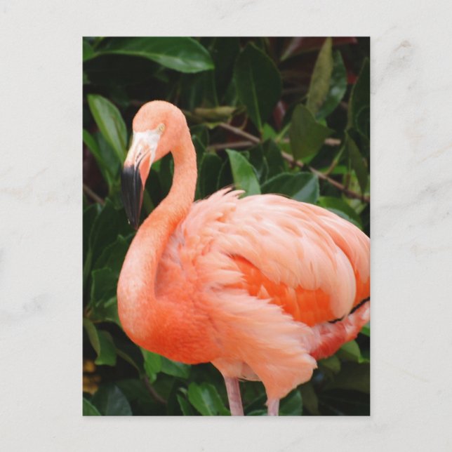 Carte postale Flamant rose rose (Devant)
