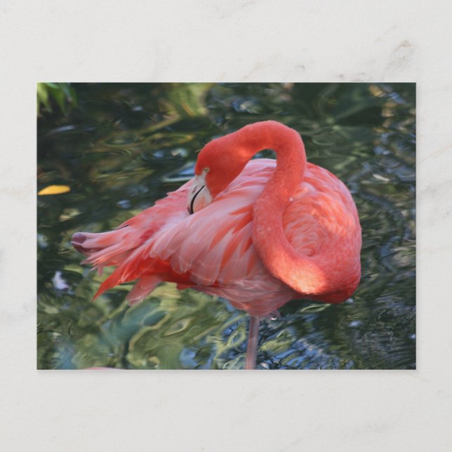 Carte postale Flamant rose rose (Devant)