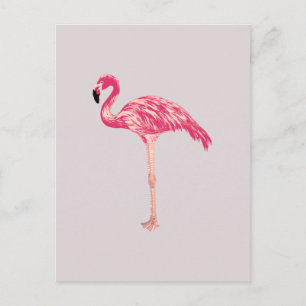 Carte postale Flamant rose rose