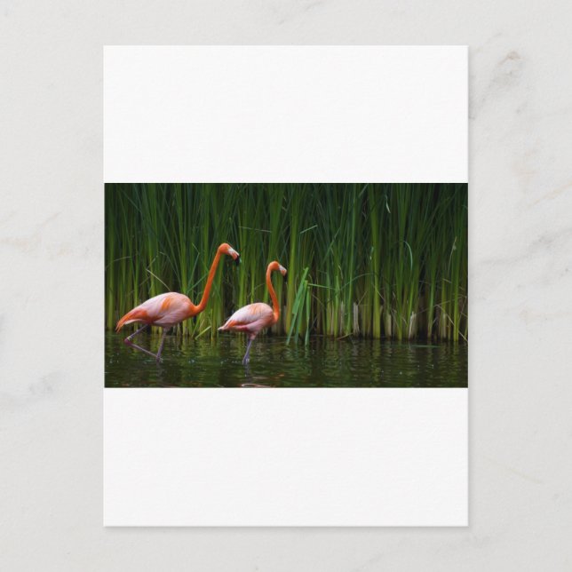 CARTE POSTALE FLAMANT ROSE ROSE (Devant)