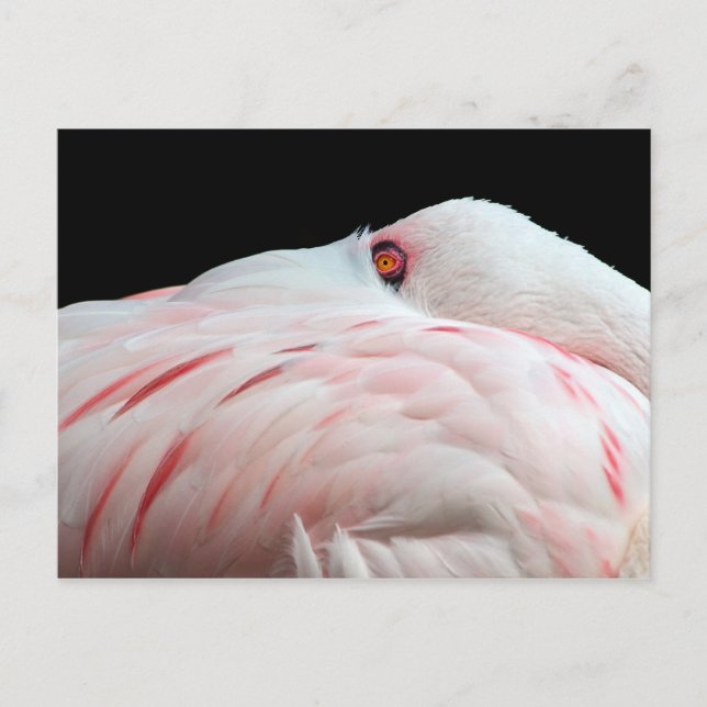 Carte postale Flamant rose rose (Devant)