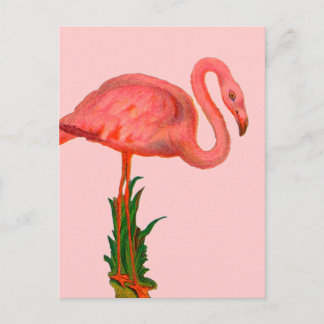 Carte Postale Flamant rose rose