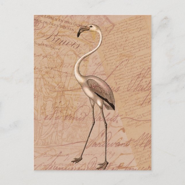Carte Postale Flamant rose rose (Devant)