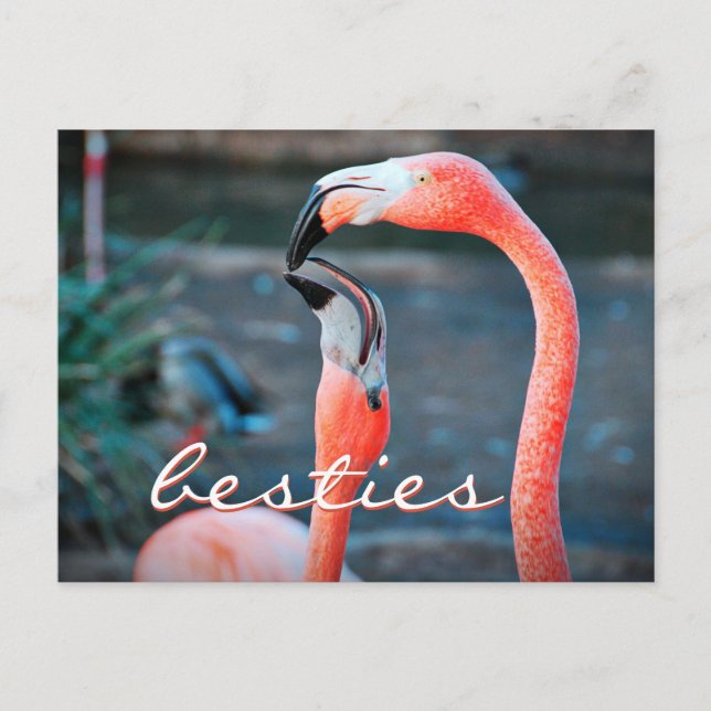 Carte Postale Flamant rose rose Amis Besoins photo Script élégan (Devant)