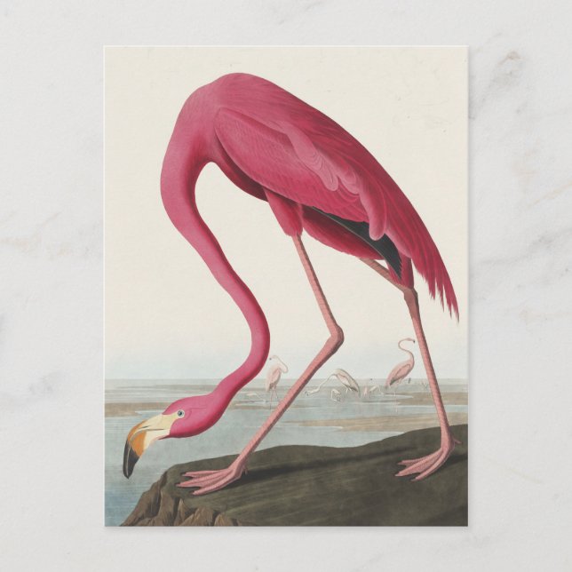 Carte Postale Flamant rose rose des oiseaux d'Amérique (Devant)