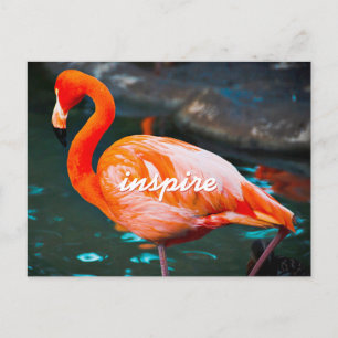 Carte Postale Flamant rose rose élégant Photo Inspirer Script mo