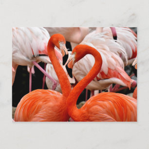 Carte Postale Flamant rose rose Flock Love Heart Valentine Bird