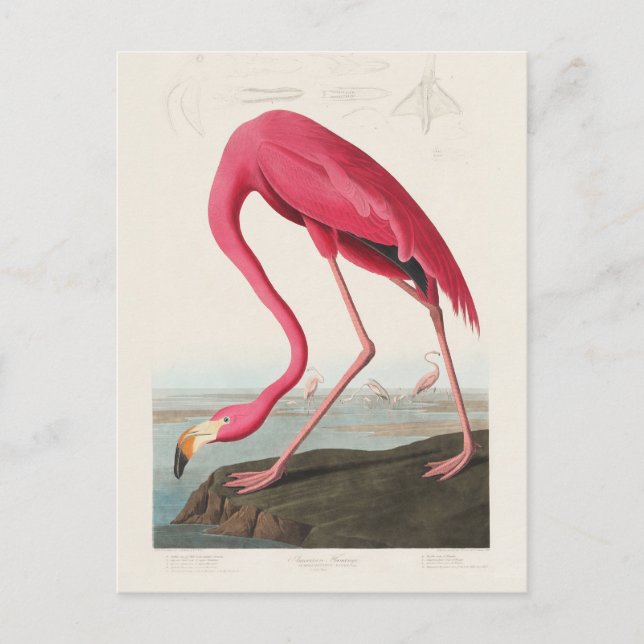 Carte Postale Flamant rose rose par John Audubon (Devant)