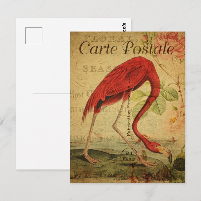 Carte Postale Flamant rose rose vintage (Devant / Derrière)