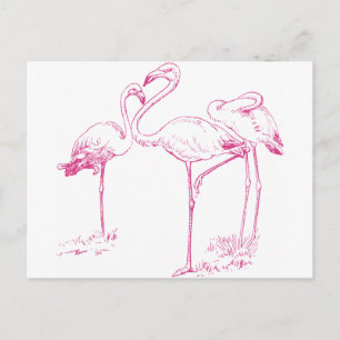 Carte Postale Flamant rose rose vintage
