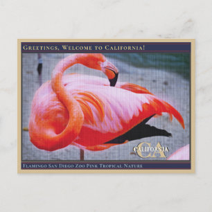 Carte Postale Flamant rose San Diego Zoo Pink Tropical Nature