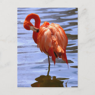 Carte Postale Flamant rose sur une jambe dans l'eau
