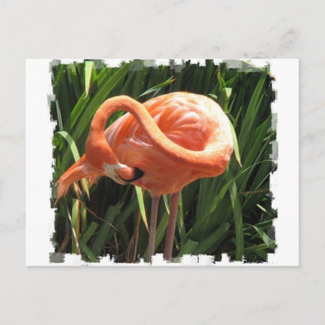 Carte postale Flamant rose tropical (Devant)